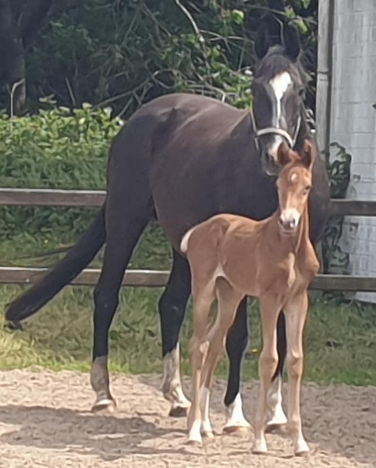 Jungpferdeaufzucht 59 Mejavue und Taya süss Reiterhof Hof Lückeberg