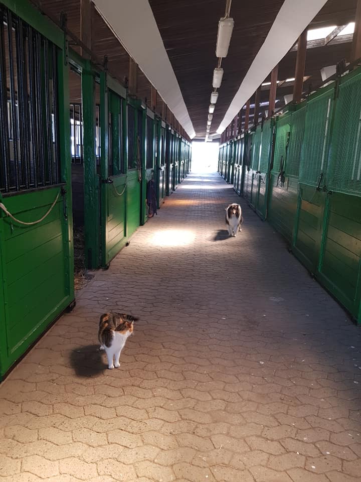 Offenstall & Boxen 2 Stall neu Reiterhof Hof Lückeberg