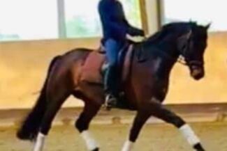 verkaufspferde Reiterhof Hof Lückeberg