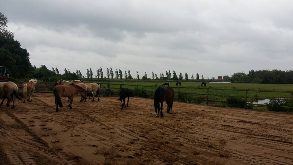Offenstall neu 7 1 Reiterhof Hof Lückeberg